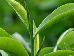 刘祥国：叶的事业，水的情怀