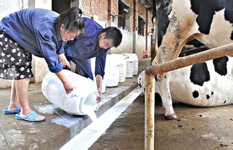 中国小奶农如何“扭败为胜”